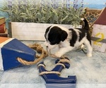 Small Photo #8 Portuguese Water Dog Puppy For Sale in FRANKLIN, TN, USA