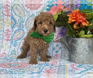 Poodle (Toy) Puppy for sale in LANCASTER, PA, USA