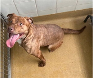 American Pit Bull Terrier Dogs for adoption in Derwood, MD, USA