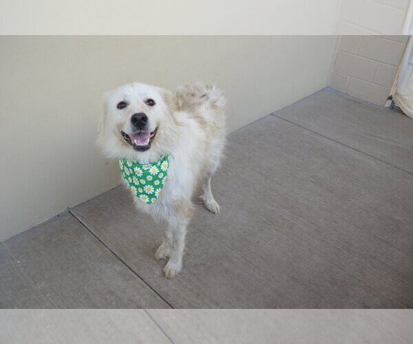 Medium Photo #3 Great Pyrenees-Unknown Mix Puppy For Sale in McKinney, TX, USA