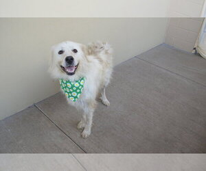 Jumper Cable - Female Great Pyrenees-Unknown Mix Dog for Adoption - Photo #3