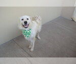 Small Photo #3 Great Pyrenees-Unknown Mix Puppy For Sale in McKinney, TX, USA