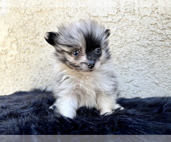 Medium Photo #1 Pomeranian Puppy For Sale in HAYWARD, CA, USA