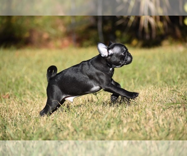 Medium Photo #4 Pug Puppy For Sale in PALM COAST, FL, USA
