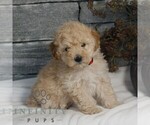 Small #2 Poodle (Miniature)