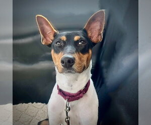 Rat Terrier Dogs for adoption in Atlanta, GA, USA