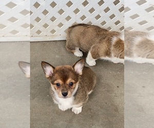 Pembroke Welsh Corgi Puppy for sale in BLOOMINGTON, CA, USA