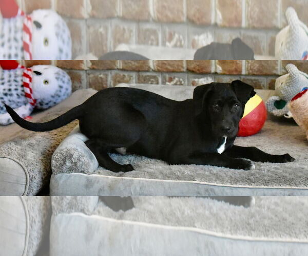 Medium Photo #2 Mutt Puppy For Sale in Mechanicsburg, PA, USA