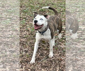 Grafix - Male American Pit Bull Terrier-Unknown Mix Dog for Adoption - Photo #9