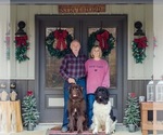 Small Photo #1 Newfoundland Puppy For Sale in BRADYVILLE, TN, USA