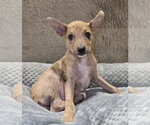 Small #1 Australian Shepherd Mix