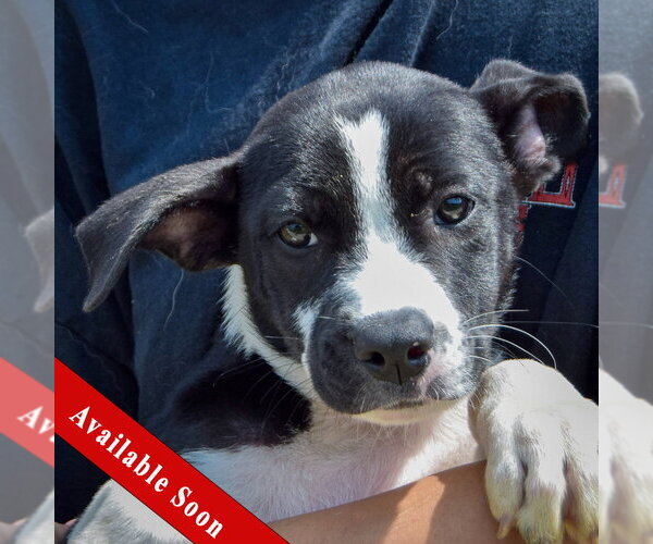 Medium Photo #1 Boxer-Unknown Mix Puppy For Sale in Huntley, IL, USA