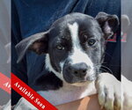 Small Boxer Mix
