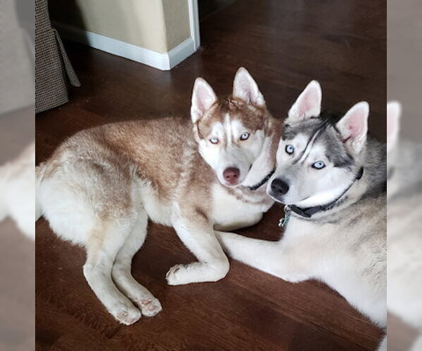 Medium Photo #1 Siberian Husky Puppy For Sale in Omaha, NE, USA