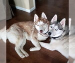 River & Shadow - Male Siberian Husky Dog for Adoption - Small photo
