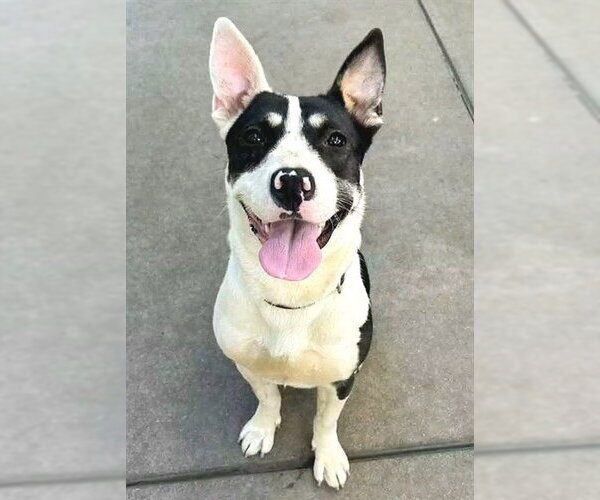 Medium Photo #1 Mutt Puppy For Sale in Sacramento, CA, USA