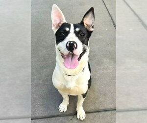Mutt Dogs for adoption in Sacramento, CA, USA