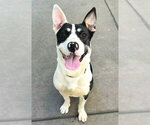 *MARJORIE - Female Mutt Dog for Adoption - Small photo