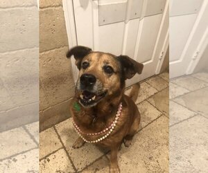 Collie-Unknown Mix Dogs for adoption in Pompano Beach , FL, USA