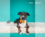 Small #1 Bull Terrier Mix