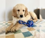 Small #4 Golden Retriever
