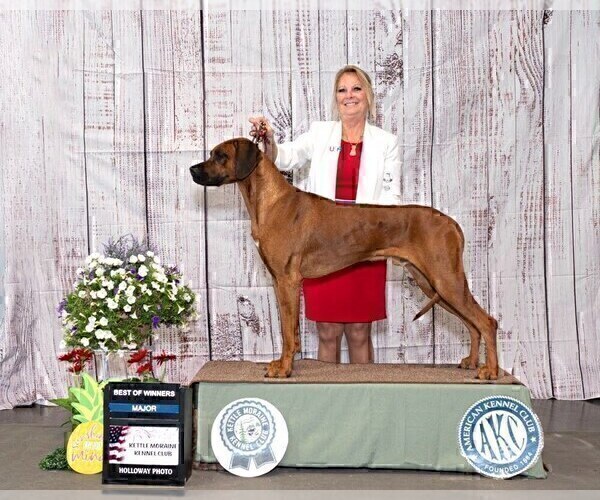 Medium Photo #1 Rhodesian Ridgeback Puppy For Sale in ONEIDA, TN, USA