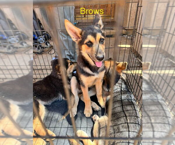 Medium Photo #1 German Shepherd Dog-Huskies  Mix Puppy For Sale in San Diego, CA, USA