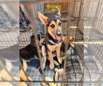 Small German Shepherd Dog-Huskies Mix