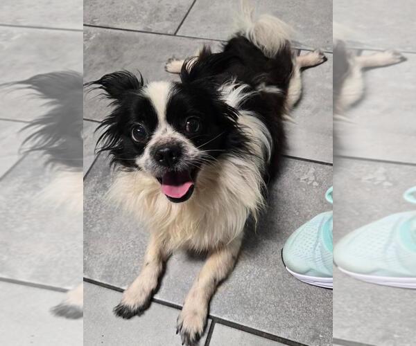 Medium Photo #3 Papillon-Unknown Mix Puppy For Sale in San Antonio, TX, USA