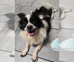 Small #2 Papillon Mix