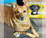 Small #1 Akita-Labrador Retriever Mix
