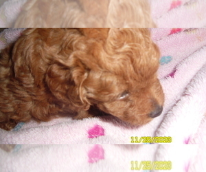 Poodle (Toy) Puppy for sale in DULUTH, GA, USA