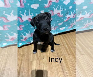 American Pit Bull Terrier-Border Collie Mix Dogs for adoption in Ball Ground, GA, USA
