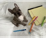 Small #6 French Bulldog