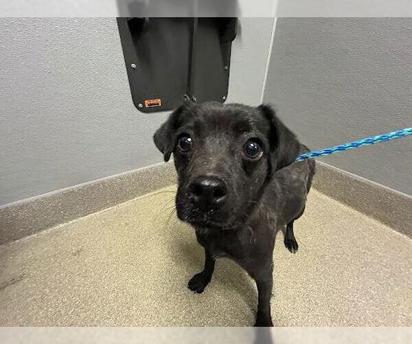 Medium Photo #1 Pug-Unknown Mix Puppy For Sale in Las Vegas, NV, USA