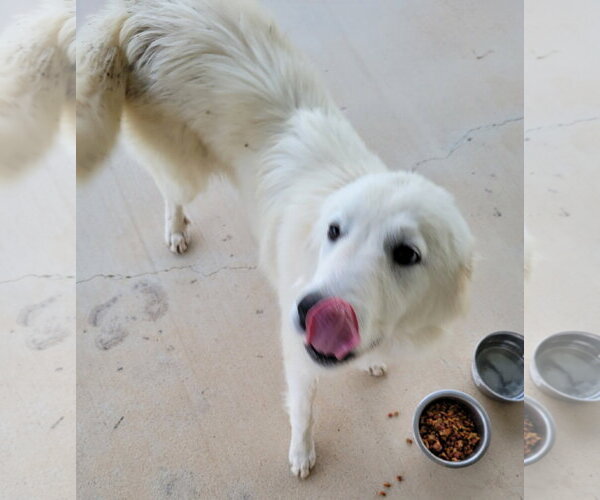 Medium Photo #4 Great Pyrenees Puppy For Sale in Houston, TX, USA