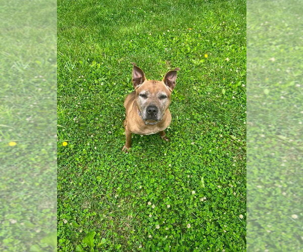 Medium Photo #7 German Shepherd Dog-Unknown Mix Puppy For Sale in Osgood, IN, USA