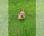 Small #6 German Shepherd Dog Mix