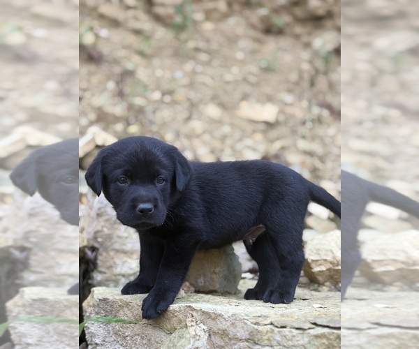 Medium Photo #1 Labrador Retriever Puppy For Sale in COON VALLEY, WI, USA