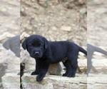Image preview for Ad Listing. Nickname: Litter of 10