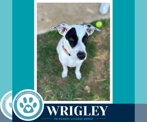 Wrigley (Bubble Gum Gang) 102426 - Male Mutt Dog for Adoption - Photo #3