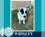 Small Photo #3 Mutt Puppy For Sale in Kimberton, PA, USA