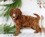 Small Goldendoodle (Miniature)