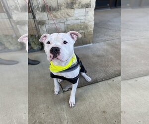 American Bulldog-Staffordshire Bull Terrier Mix Dogs for adoption in Euless, TX, USA