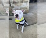 Small American Bulldog-Staffordshire Bull Terrier Mix