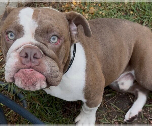 Medium Photo #3 Bulldog Puppy For Sale in Valrico, FL, USA