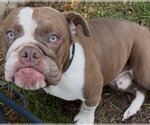 Small #2 Bulldog