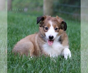 Shetland Sheepdog Puppy for sale in MANHEIM, PA, USA
