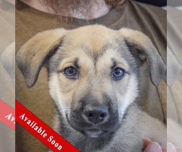 Medium Photo #1 Gerberian Shepsky Puppy For Sale in Huntley, IL, USA