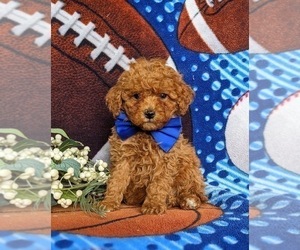 Cavapoo Puppy for sale in KIRKWOOD, PA, USA